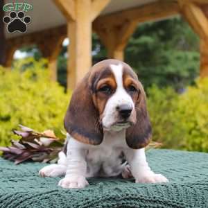 Macy, Basset Hound Puppy